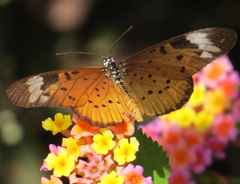 Acraea encedon encedon