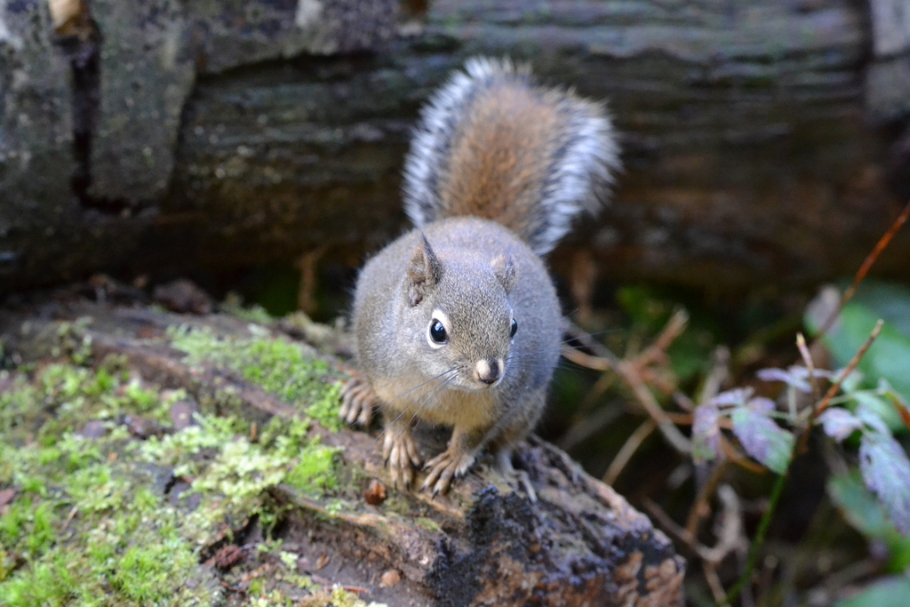 Douglas's Squirrel from UBC, University Endowment Lands, BC, Canada on ...