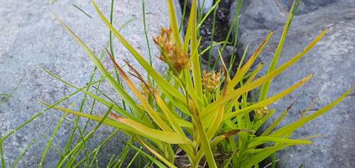 Forbestown rush (Juncus cyperoides)