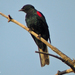 Red-shouldered Cuckooshrike - Photo (c) Nik Borrow, some rights reserved (CC BY-NC)