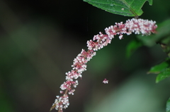 Acalypha platyphylla