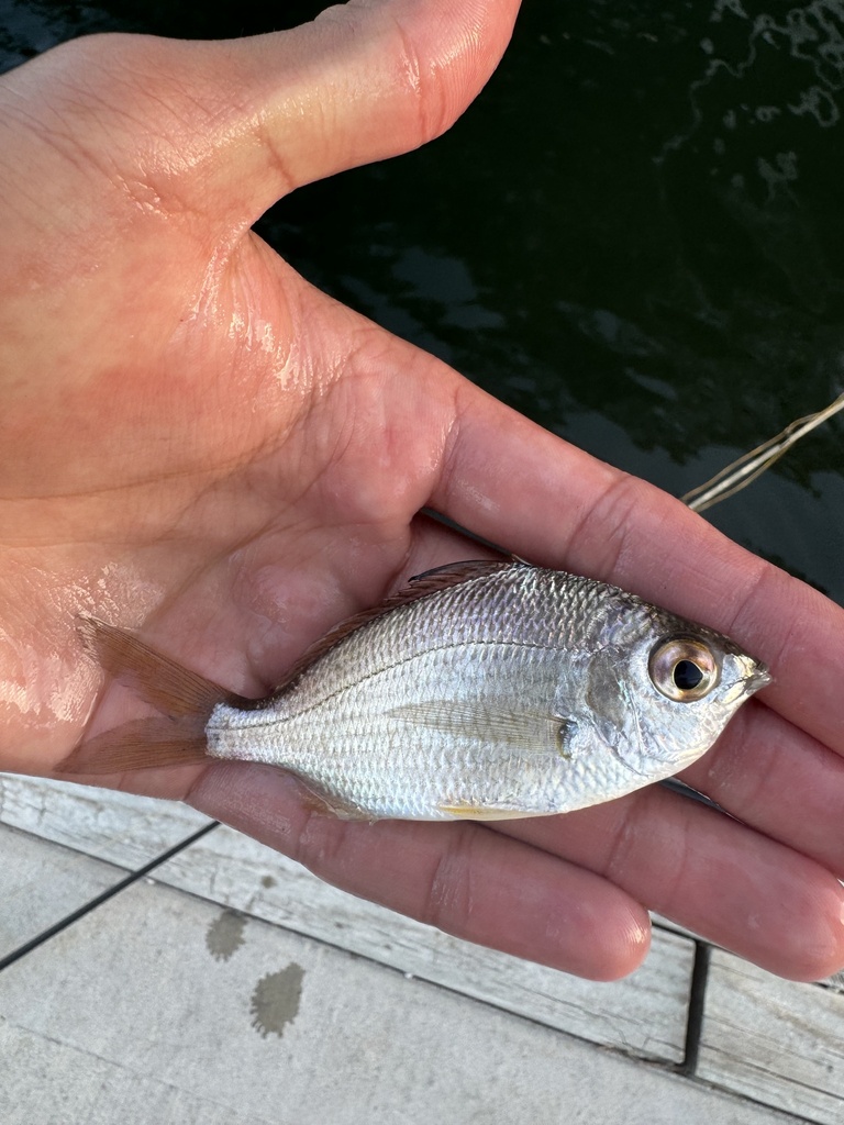 Irish Mojarra