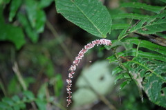 Acalypha platyphylla