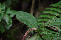Acalypha platyphylla