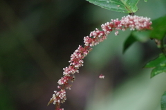 Acalypha platyphylla