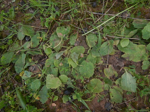 Ranunculus bullatus, photograph 6