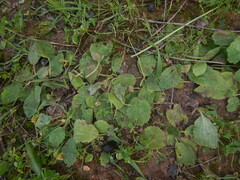Ranunculus bullatus, photograph (c) Duarte Frade, some rights reserved (CC BY)