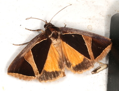 Agamana conjungens