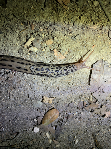 Limax maximus