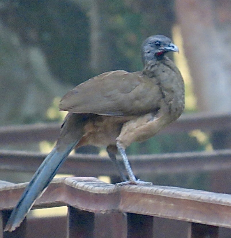 Yucatán Chachalaca