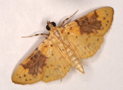 Conogethes semifascialis