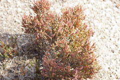 Tecticornia halocnemoides