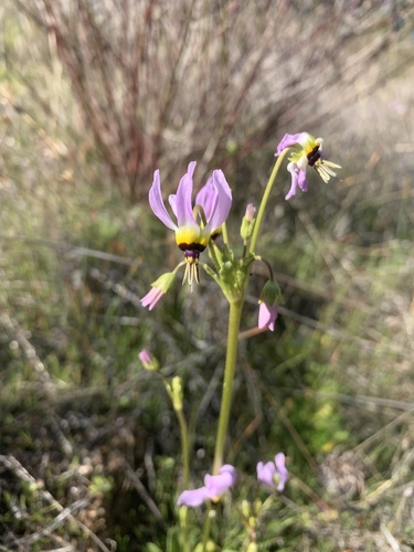 iNaturalist observation photo of Padre's Shooting Star