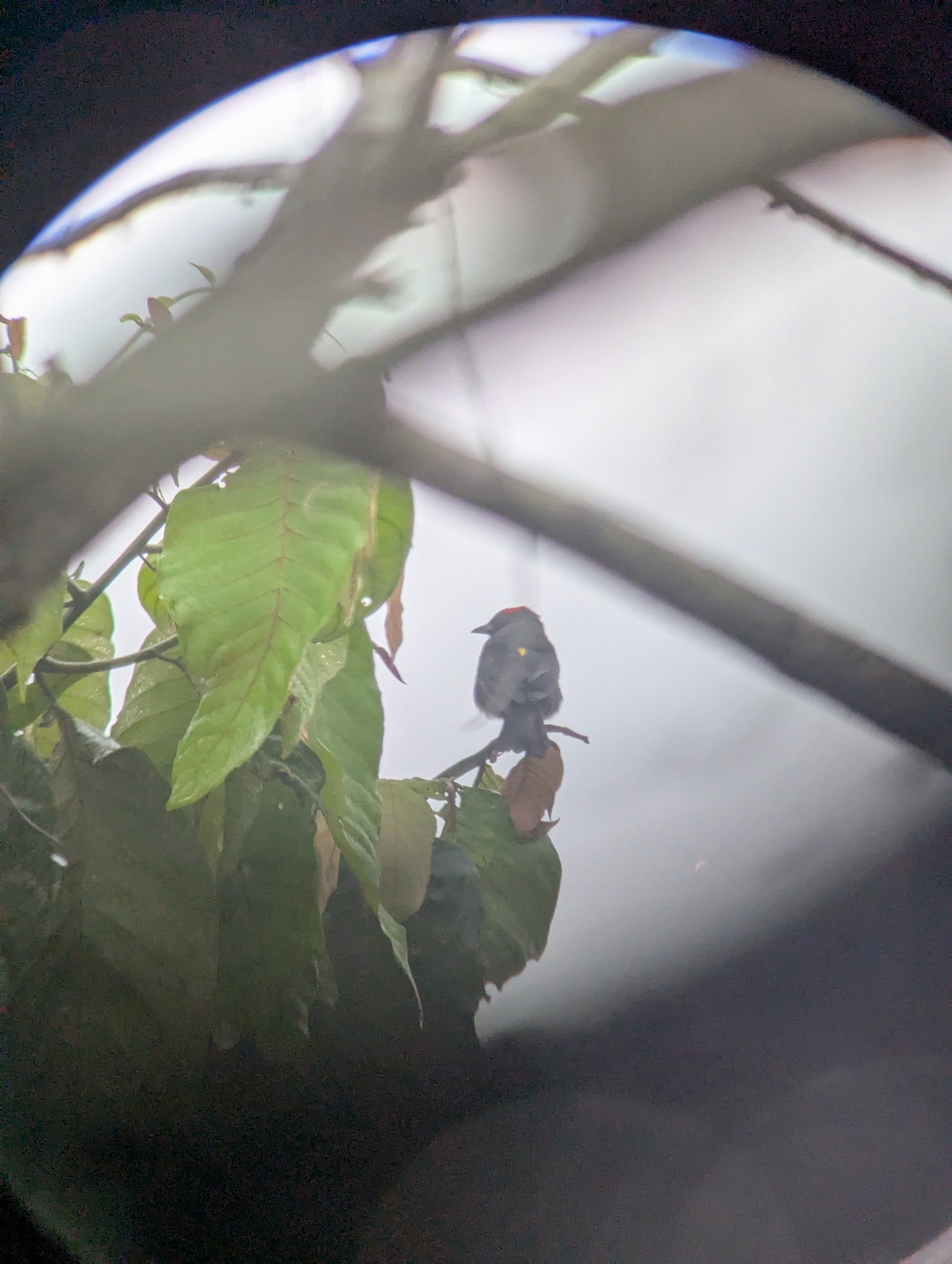 Scarlet-browed Tanager (Heterospingus xanthopygius), photo 1