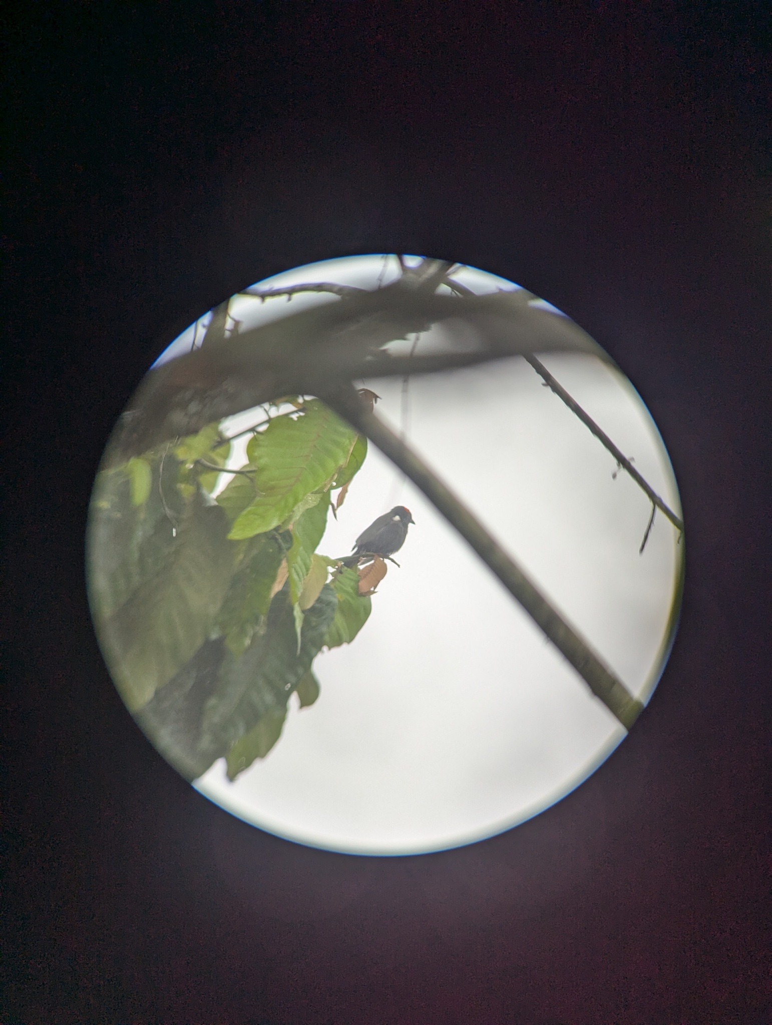 Scarlet-browed Tanager (Heterospingus xanthopygius), photo 2