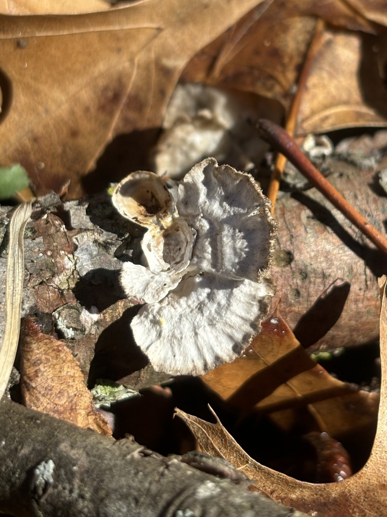 Trametes conchifer · February 2026 · photo: © g_the_amab (iNaturalist, cc-by)