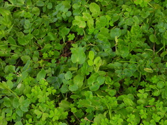 Kundmannia sicula, photograph (c) Duarte Frade, some rights reserved (CC BY)