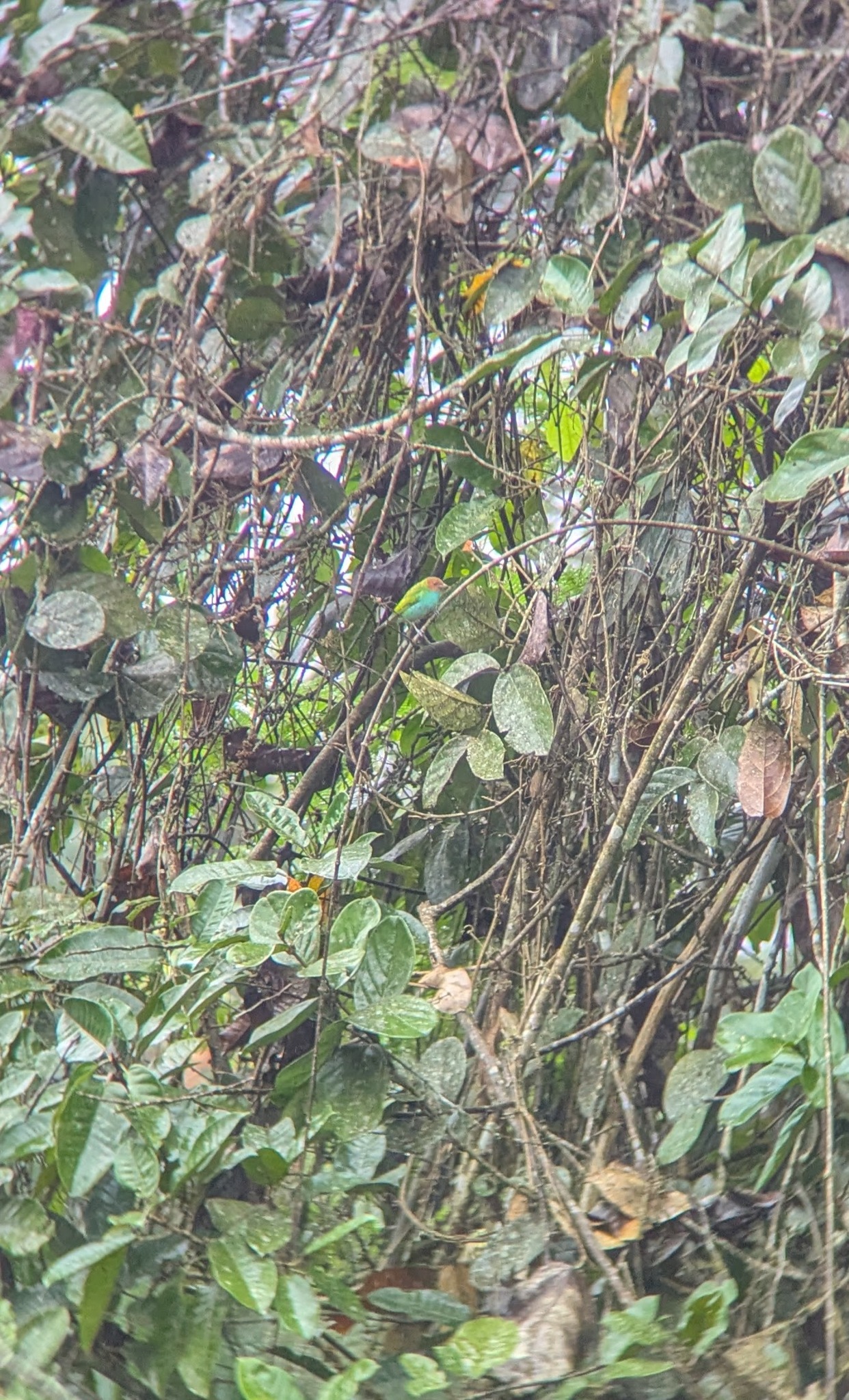 Bay-headed Tanager (Tangara gyrola), photo 8