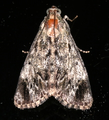 Enchesphora