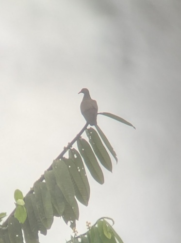 Scaled Pigeon (Patagioenas speciosa), photo 4