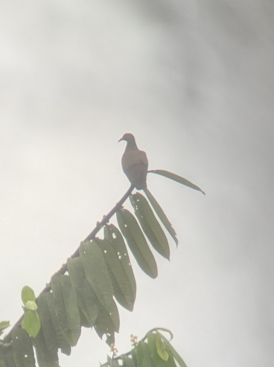 Scaled Pigeon (Patagioenas speciosa), photo 6