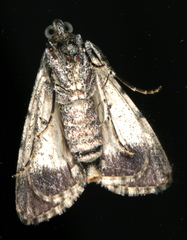 Enchesphora