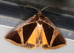 Agamana conjungens