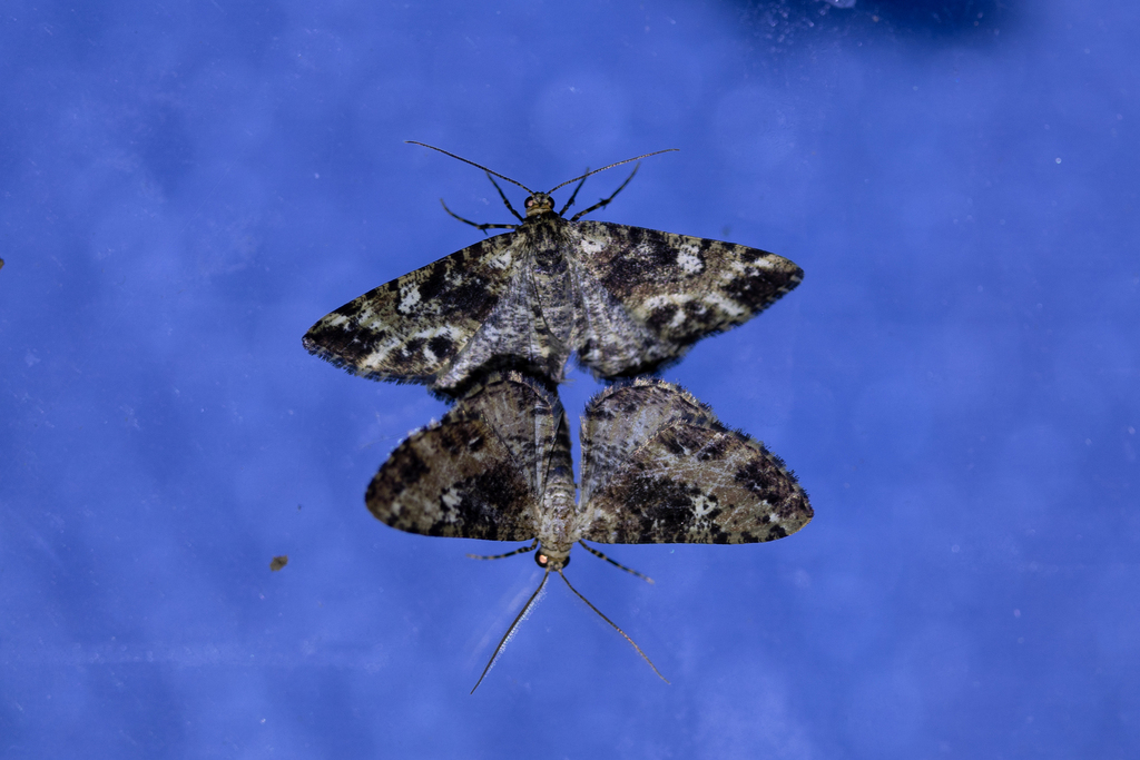 Myrioblephara muscosa (Myrioblephara muscosa)