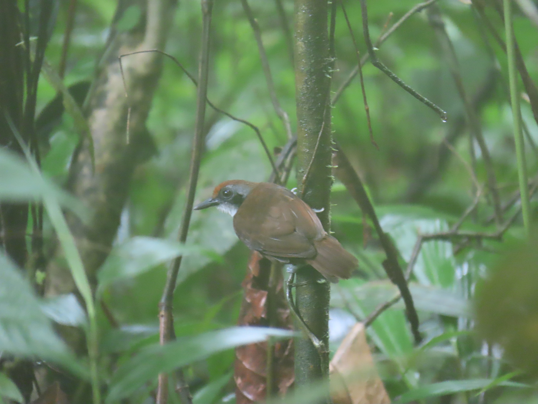 White-cheeked Antbird (Gymnopithys leucaspis), photo 2