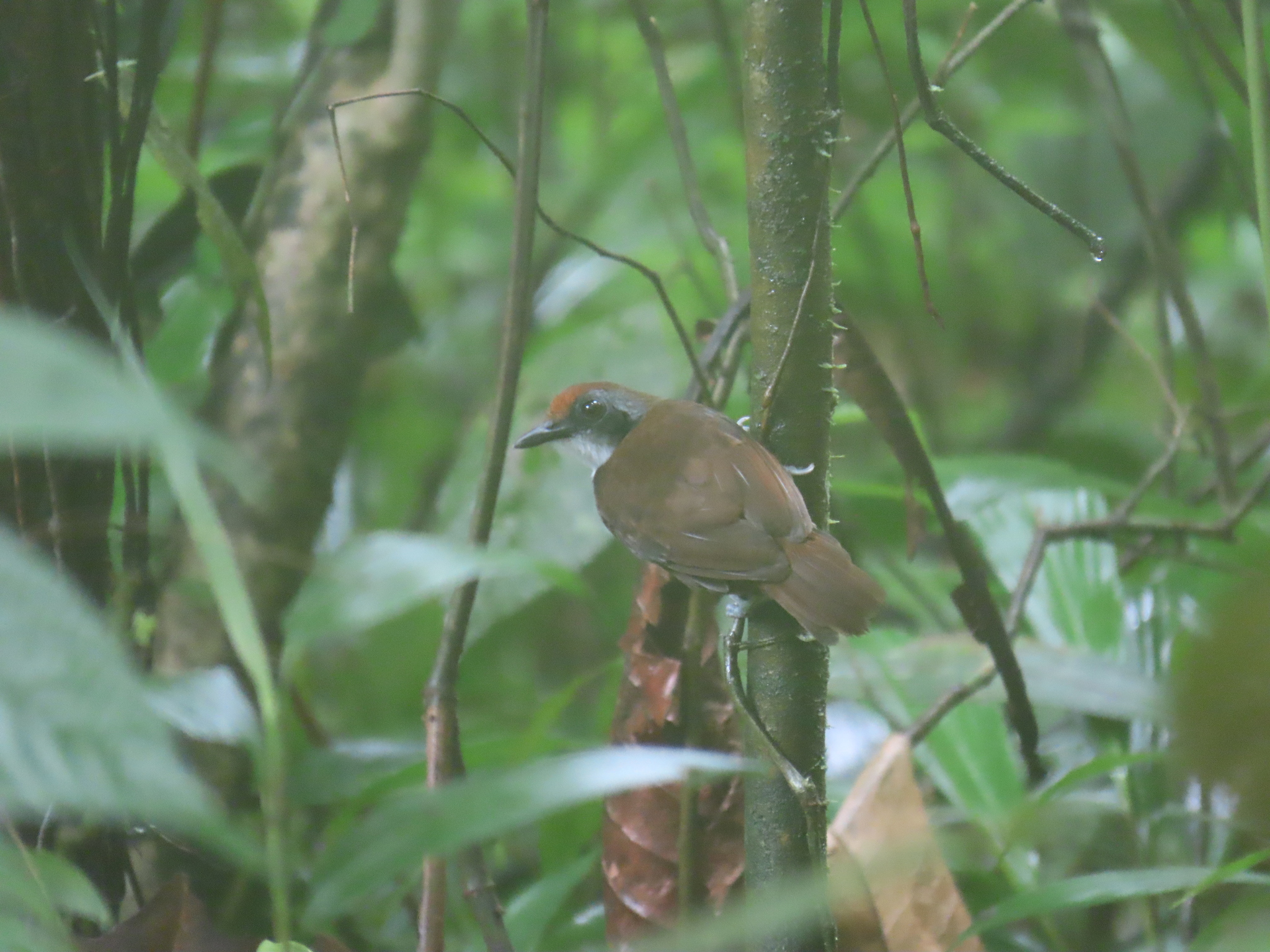 White-cheeked Antbird (Gymnopithys leucaspis), photo 3