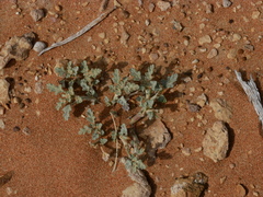 Neurada procumbens