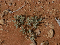 Neurada procumbens