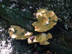 Aurantiporus croceus