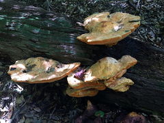 Aurantiporus croceus