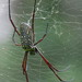 Batik Golden Web Spider - Photo (c) Soh Kam Yung, some rights reserved (CC BY-NC), uploaded by Soh Kam Yung