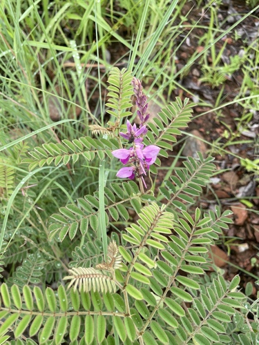 Indigofera pratensis, 2026-02-15