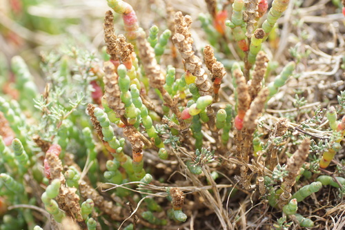 Image of Salicornia blackiana by (c) Rod Lowther, some rights reserved (CC BY)