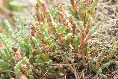 Salicornia blackiana