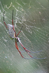 Trichonephila antipodiana
