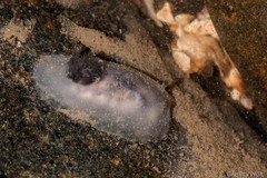 Hallaxa albopunctata