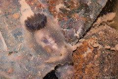 Hallaxa albopunctata