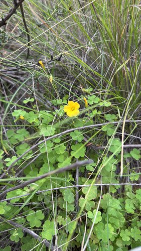 Oxalis californica, photograph 6