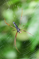Nephila kuhli