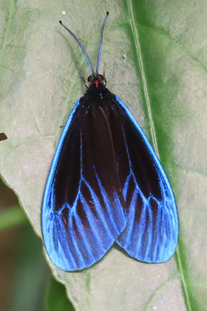 Pompelon marginata