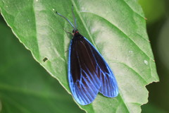 Pompelon marginata