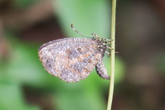 Logania marmorata damis