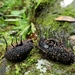 Xylaria apeibae - Photo (c) George Pushkal, some rights reserved (CC BY-NC), uploaded by George Pushkal