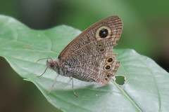 Ypthima baldus newboldi