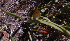 Lycaena salustius