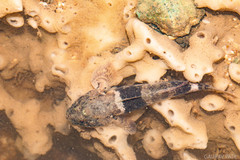 Bathygobius cotticeps